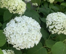 あなたの心をほぐします イメージ1