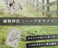 植物神託をお届け致します ハーブ・オラクルリーディング！植物の声をお伝えします