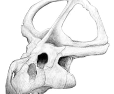 リアルな生物のイラストを作成いたします イメージ1