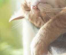 写真を売り、編集します イメージ1
