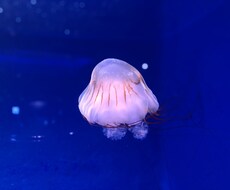 あなたの話し相手になります イメージ1