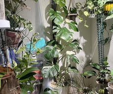あなたにぴったりな観葉植物をご提案します イメージ1