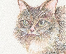 あなたのペットの色鉛筆画描きます イメージ1