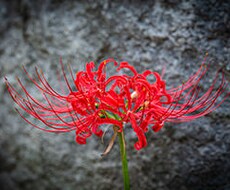 苦しみの原因を解明し負のループを断ち切ります 人を羨む人生から抜け出し、自分の人生を歩みましょう！
