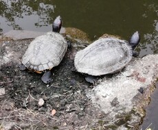 チーママ経験者が恋バナ、愚痴を聞きます イメージ1