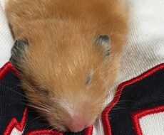 ハムスターの飼い方教えます これからハムスターを飼おうと思っている方にオススメです！