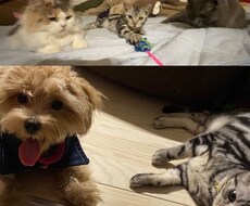 ペットのご相談伺います イメージ1