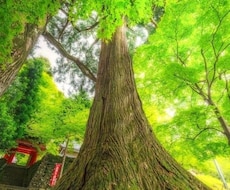 あなただけの才能と人生のテーマをお伝えします イメージ1