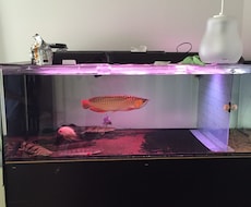 熱帯魚飼育相談受けます イメージ1