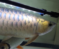 熱帯魚の飼育を始めたい方にアドバイス致します イメージ1