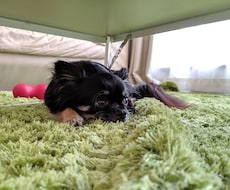 愛犬の健康や日々の生活に関する悩みを解決します イメージ1