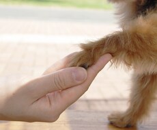 わんちゃんのお悩みをメッセージやり取りで解決します 相談したいけど電話はちょっと…という方へ