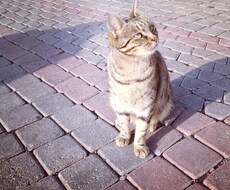 ペットとの関係に悩む方のカウンセリングを致します 動物達との良好な関係を築くお手伝い