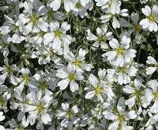 海や空、花など主に自然を対象とした写真を提供します イメージ1