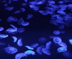水族館デートのプランを考えます イメージ1