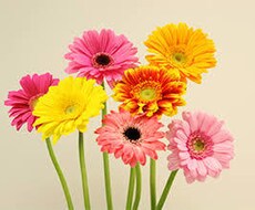 カラーセラピーサロンmai（1）審査があります イメージ1
