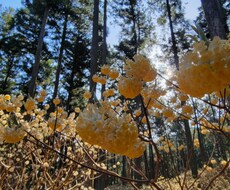 ミツマタの、写真を提供します イメージ1
