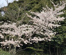 面接対策アドバイスします イメージ1