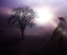 何をしたらいいのか、自分が分からない、やりたい事がない。オーラを霊視し助言します。
