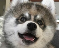 癒し必須！生粋の犬系男子大学生が彼氏になります イメージ1