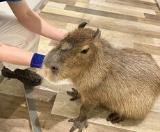オーラパワーアップで運気を高めます オーラとチャクラのエネルギーを整え、運が良い状態を作ります。
