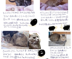 迷子のチラシ、里親募集チラシ作ります イメージ1
