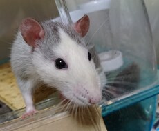 動物の飼育方法やその他困ってることなどお答えします イメージ1