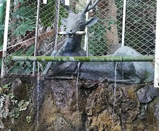 神社に代理参拝します イメージ1