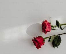 リピート様専用になります 初回鑑定をしてからのご購入お願いします。