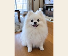 うちの子が喋る動画作ります 写真1枚と一言でOK｜誕生日や記念日の贈り物に