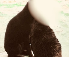 犬好き必見！台湾山岳部で出会った犬画像を提供します イメージ1