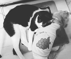 ペット家族さんとお話しします イメージ1