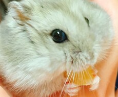 小動物に関する記事を作成します 猫、犬以外の小動物に関する記事を作成、納品致します。