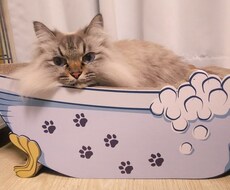 猫をリアルタイムで観察しながら抱き方など学べます イメージ1
