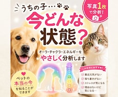 写真1枚で！ペットの今のエネルギー状態を分析します イメージ1