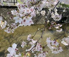 寂しい時に話し相手ます イメージ1