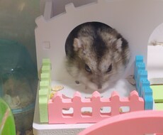音声、動画文字起こしします イメージ1