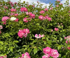 悩みや愚痴聞き、アドバイスもします イメージ1