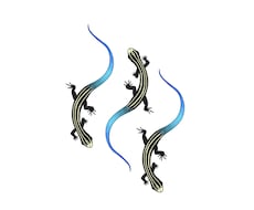 色々な生物のシンプルな生物イラスト描きます イメージ1