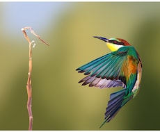写真からペットのデッサン風塗り絵を描きます イメージ1