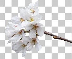 多分最安！画像・写真の白抜き（透明背景）作成します 楽天Amazonで使う白背景画像を格安で