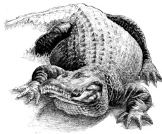ペン画を描きます イメージ1