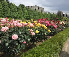 困った時にすぐ対応、遠隔で気を送ります 依頼を確認し次第、すぐに気を送ります