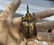 国内外のクワガタカブト虫の飼育、採集方法教えます クワガタカブトムシのことなら任せてください。