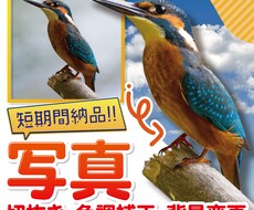 写真の切り抜き・色調補正・背景変更 致します イメージ1
