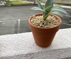 観葉植物類管理相談(2ジャンル)承ります イメージ1