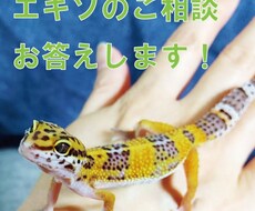 爬虫類飼育関係の相談にお答えます イメージ1