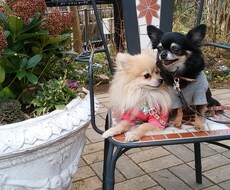 ワンちゃんと行くお出かけ、イベント情報おしえます イメージ1