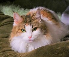 なんでもおはなしききます 一応ペットとコンタクトレンズの知識があります！