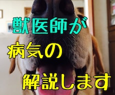 猫の腎臓病についての質問に答えます イメージ1